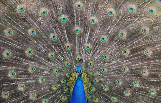 A peacock displays his plumage as part of a courtship ritual to attract a mate, at a park in London, Britain, May 4, 2018. REUTERS/Toby Melville     TPX IMAGES OF THE DAY