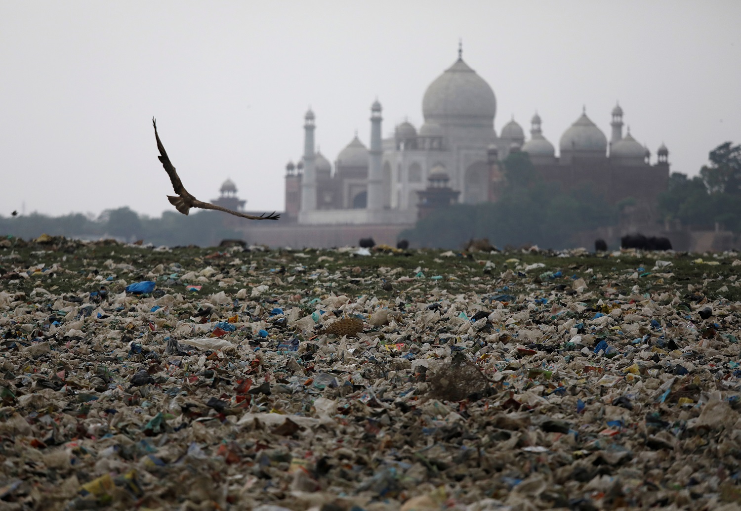 El Taj Mahal se vuelve amarillo y verde por la contaminación
