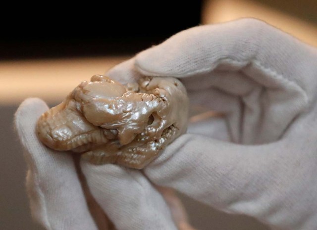 The Sleeping Lion Pearl, que una vez perteneció a Catherine the Great y se cree que es la perla de agua dulce más grande del mundo, se exhibe antes de ser subastada en La Haya, Países Bajos 28 de mayo de 2018. REUTERS / Yves Herman