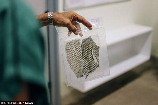 Luego forma un apósito en forma de gel que se puede almacenar durante dos años en bolsas estériles y refrigeradas | FOTO: Daily Mail