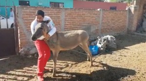 ¡Loco por los votos! Candidato a diputado en México baila con un burro en busca de votos (VIDEO)