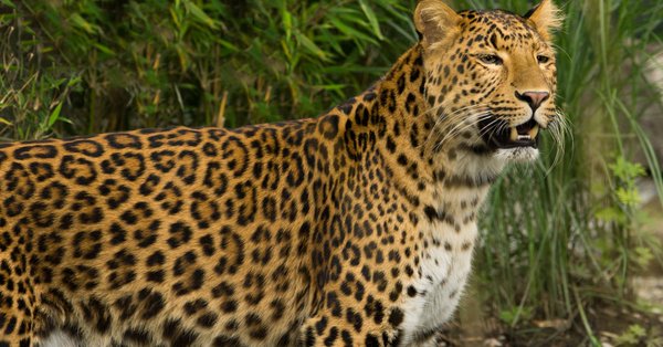 Drones, elefantes y 100 guardias para encontrar a un leopardo que se escapó en India