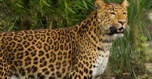 Un leopardo devora a un niño en un parque natural de Uganda