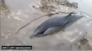 Liberan a un delfín atrapado en una playa de El Salvador (Video)