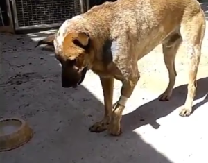 ¡Buenas noticias! Bruno, el perro que le dispararon en La Guairita, ya da sus primeros pasos (VIDEO)