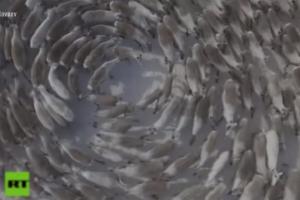 ¡Perturbador! El inexplicable video que muestra a cientos de ciervos caminando en círculos