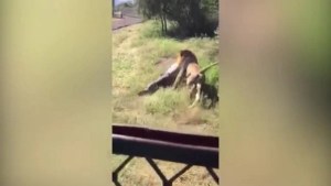 El salvaje ataque de un león al dueño de un parque silvestre (VIDEO)