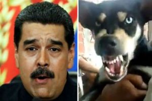 Viral: Este perro es el que más odia a Nicolás Maduro, a Chávez y a Cilia Flores (VIDEO)