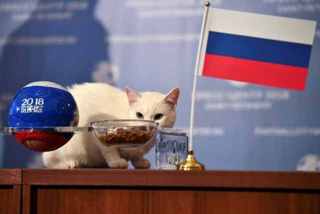 El gato Aquiles, uno de los cazadores de ratones del Museo Estatal del Hermitage, intenta predecir el resultado del partido de apertura de la Copa Mundial de la FIFA 2018 entre Rusia y Arabia Saudita durante un evento en San Petersburgo, Rusia el 13 de junio de 2018. REUTERS / Dylan Martinez