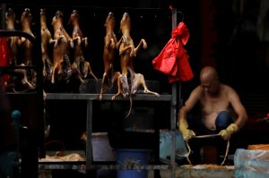 Un fallo judicial prohibe matar perros para comer su carne en Corea del Sur