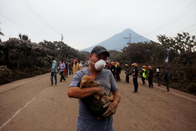 -FOTODELDIA- GU1004. ESCUINTLA (GUATEMALA), 04/06/2018.- Un hombre rescata un cachorro hoy, lunes 4 de junio de 2018, después de la erupción del volcán de Fuego, en el Caserío San Miguel Los Lotes, Escuintla (Guatemala). La cifra de heridos por la erupción del volcán de Fuego en Guatemala aumento de 20 a 46 y la de muertos se mantiene en 25, informaron las autoridades que al amanecer de hoy reanudaron las labores de búsqueda de desaparecidos EFE/Esteban Biba