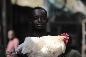 ¡Insólito! Rusia se asombra por pedido de hinchas nigerianos de llevar pollos a los partidos