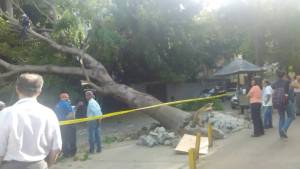 Reportan caída de un árbol frente a la Universidad Alejandro Humboldt en Caracas #27Jun (Fotos)