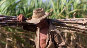 La zafra de azúcar en Cuba cayó a 1,1 MM ton en 2018, un mínimo en un siglo de cosechas