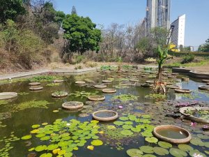 Plantas acuáticas del Jardín Botánico en peligro por escasez de agua