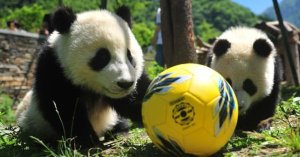 Los osos panda celebran su propio mundial paralelo en China