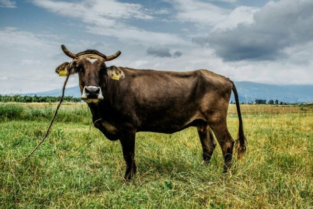 Foto: Penka, la vaca búlgara que evitó el matadero tras salir y regresar a la UE en forma antirreglamentaria, en una imagen del 10 de junio de 2018 (AFP/FOUR PAWS FOUNDATION/AFP)