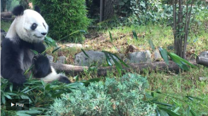 Bambú orgánico, comida importada y mimos, el tratamiento VIP de las únicas pandas de América Latina (Fotos)