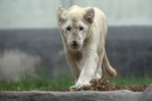 ¡Alerta de ternura! Un zoológico de Perú exhibe dos leones blancos nacidos en México (Fotos)