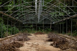 El Jardín Botánico, un oasis en la caótica Caracas, también muere de sed (video)