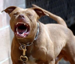 VIRAL: Este pitbull se escapó y “atacó” a unos obreros que no pudieron huir
