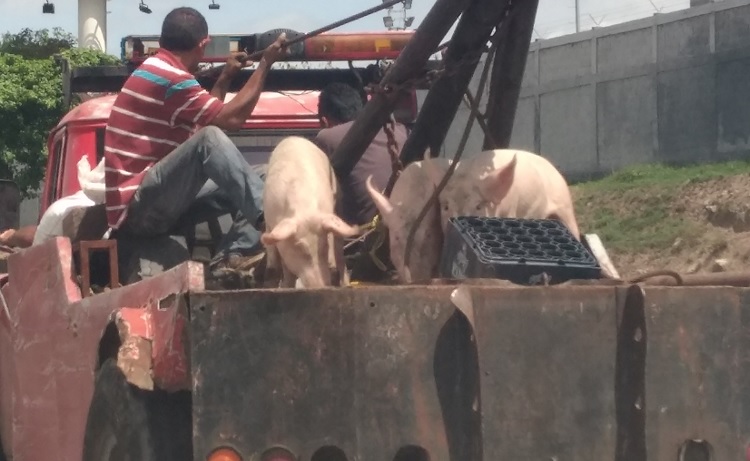 ¿Una grúa cargando cochinos en Caracas? ¡Te la tenemos! (fotos)