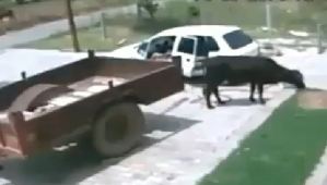 ¡WTF! Se robaron una vaca en un carrito (VIDEO)