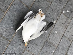 FOTOS: Asesinó una gaviota frente a unos niños porque le robó una papita frita