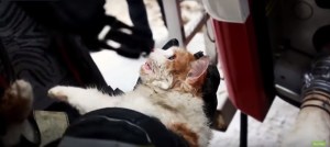 EN VIDEO: Gato asfixiado recibe RCP y se salva