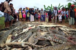 Masacran a cerca de 300 cocodrilos en Indonesia en venganza por la muerte de un vecino