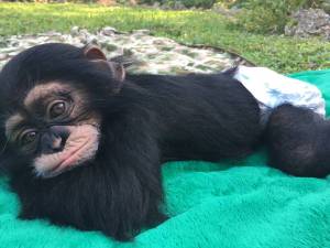 ¡Amor verdadero! Mira la reacción de este chimpancé al encontrarse con sus dueños (VIDEO + awww)