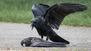 ¡Fin de mundo! Unos cuervos practican necrofilia entre ellos (Video)