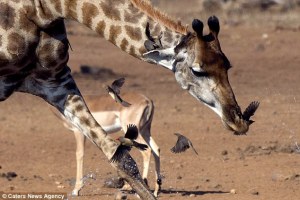 LA FOTO: Una jirafa escupiendo a un pajarito que pasaba volando