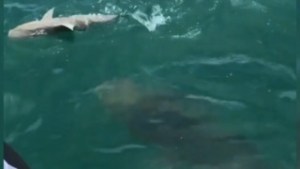 Un mero gigante enfrentó a un tiburón y se lo tragó entero (video)