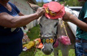 Asno vestido de campesina gana el reinado del burro en Colombia (Fotos)