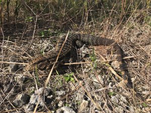 Especialistas advierten que una invasión de lagartos amenaza el sur de Florida