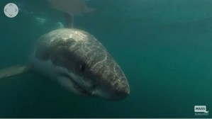 ¡Susto! Creía que era una especie inofensiva y grabó su encuentro cercano con un tiburón blanco (Video)