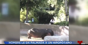 Buscan a un hombre que le dio una “nalgada” a un hipopótamo (Video)