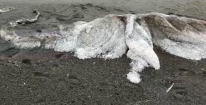 Encuentran un misterioso “calamar peludo” en el mar de Rusia (video)