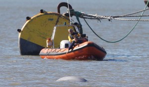 Una ballena beluga avistada en el Támesis cerca de Londres