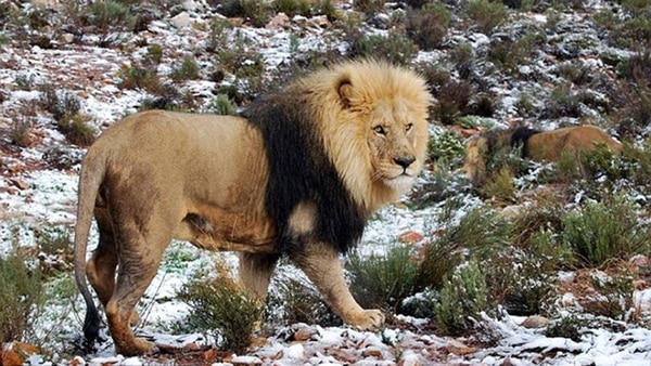 Safari encantado: Una inesperada nevada azota los paisajes salvajes de Sudáfrica (Fotos y Video)