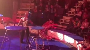 El impactante momento en que una tigresa sufre convulsiones en pleno show en un circo de Rusia (Video)