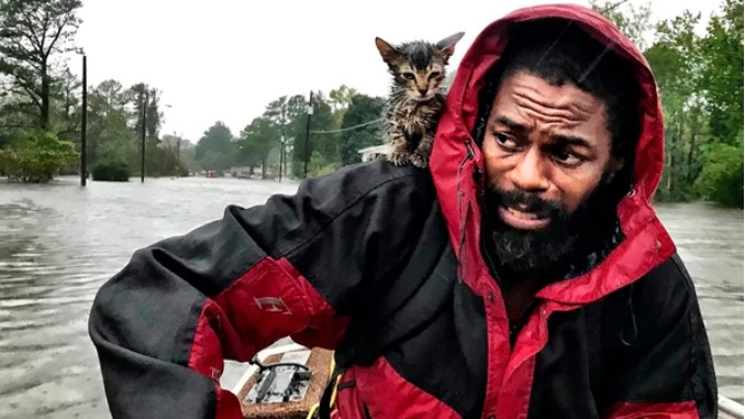 “Sobreviviente”, el gatito rescatado en medio del huracán Florence