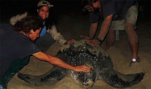 Investigan capturas ilegales de tortugas en Nueva Esparta