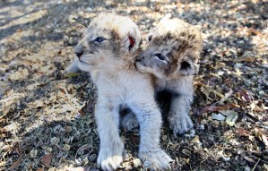 Nacen los primeros leones concebidos por inseminación artificial en Sudáfrica