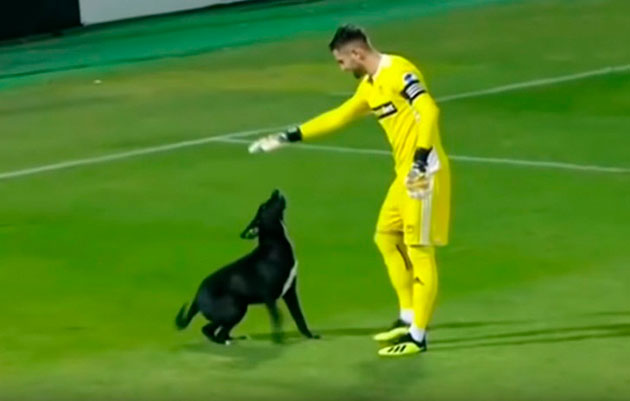 ¡Awww! el perrito juguetón que puso a los futbolistas como niños (VIDEO)