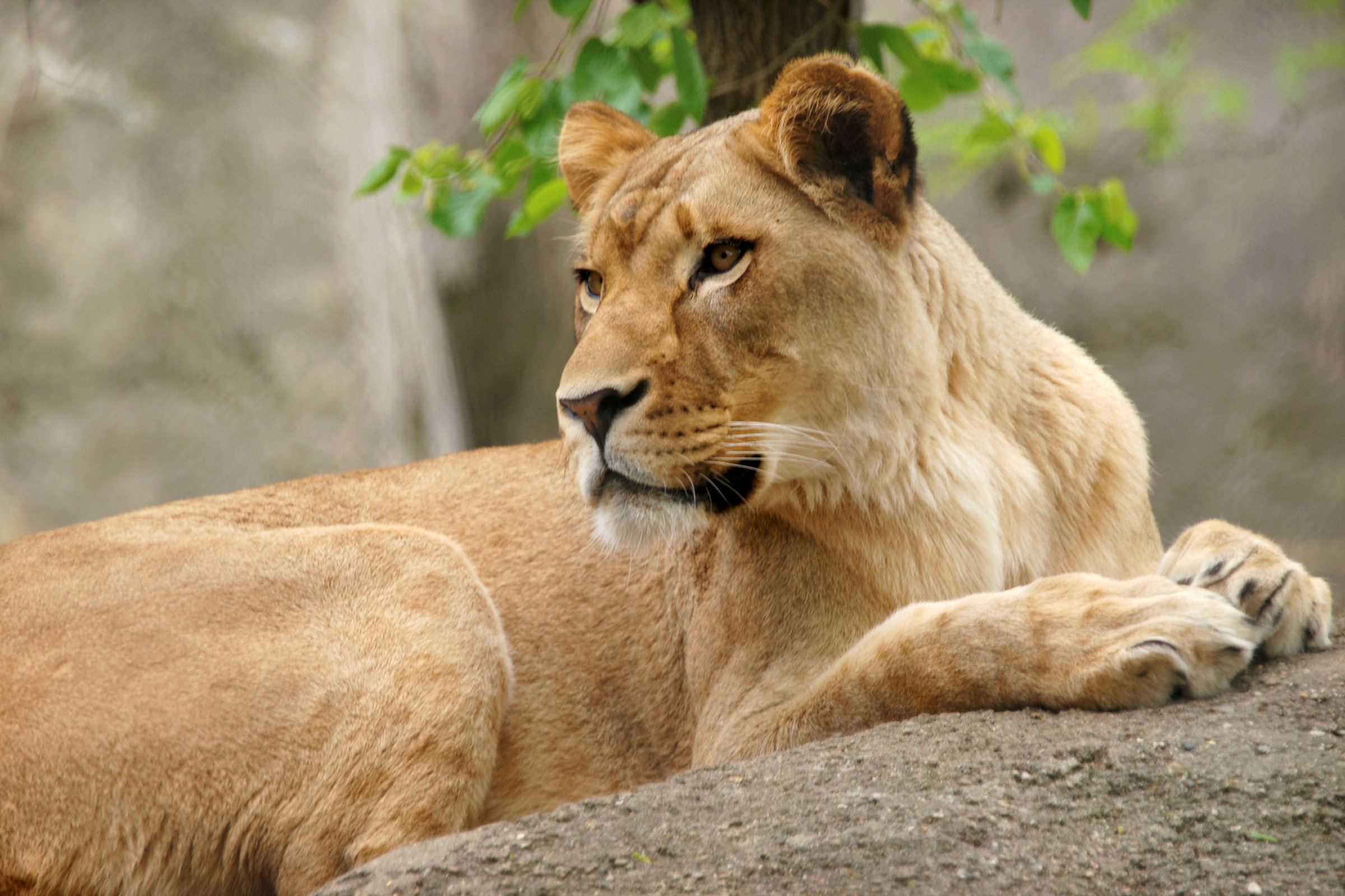 Una leona asesina al padre de sus cachorros sin razón aparente en un zoológico