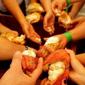 Viva el Cacao celebra su II aniversario con el foro “Cacao del futuro”