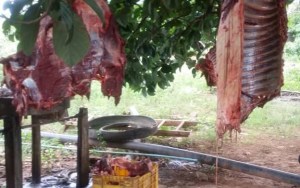 Cuatro personas detenidas por matar caballos y vender la carne en Zulia