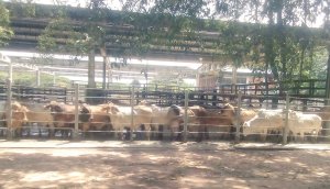 Fedenaga: Se está expropiando el ganado a través de las gobernaciones